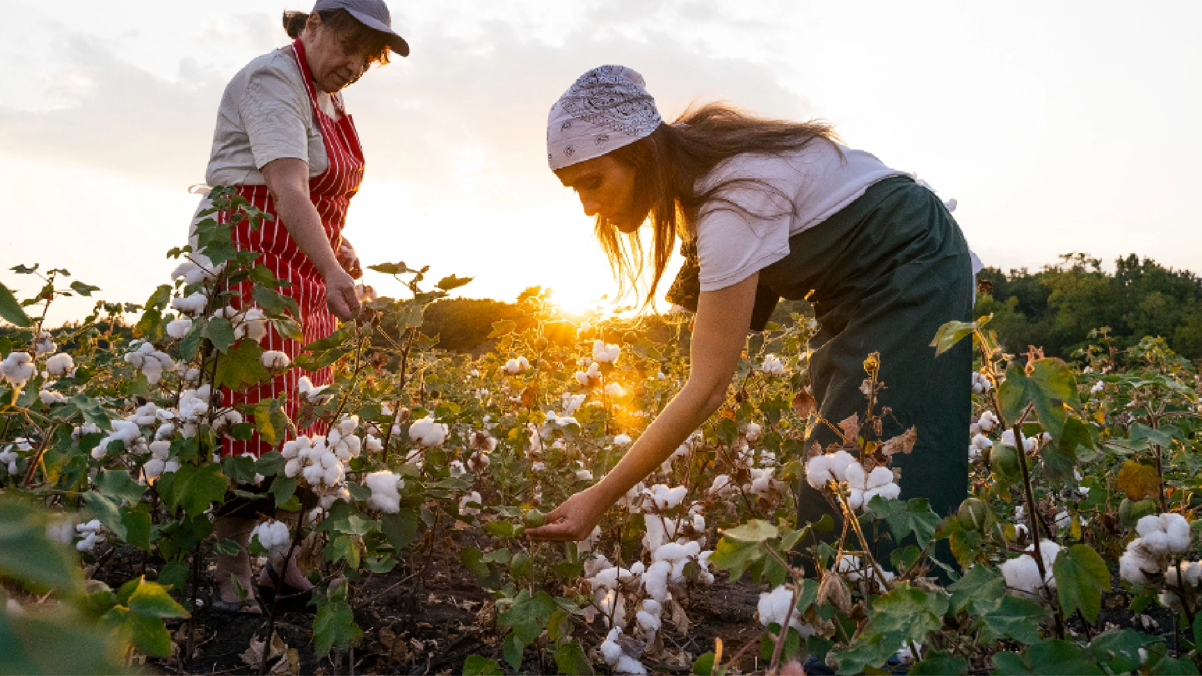Two workers in a cotton field picking cotton.